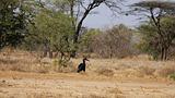 Ethiopia - 702 - Abyssinian Ground Hornbill